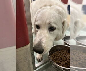Great Pyrenees-Unknown Mix Dogs for adoption in Plano, TX, USA