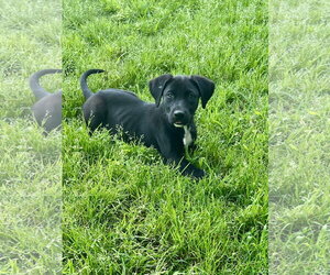 Labrador Retriever-Unknown Mix Dogs for adoption in Rockaway, NJ, USA