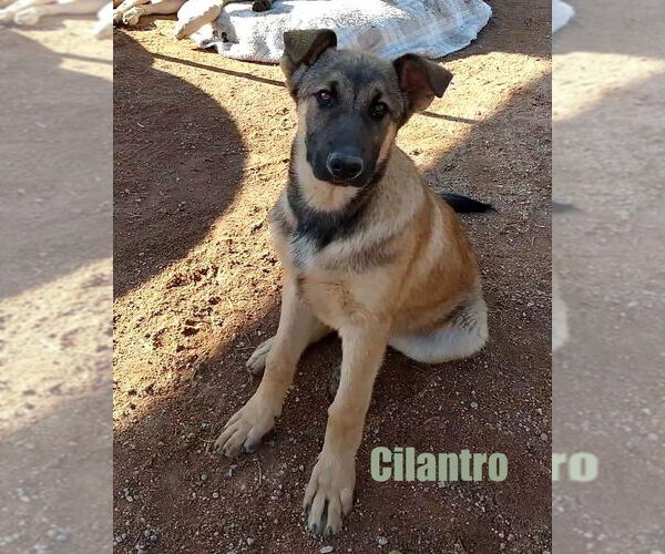 Medium Photo #1 German Shepherd Dog-Unknown Mix Puppy For Sale in Apple Valley, CA, USA