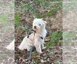 Maltese-Unknown Mix Dogs for adoption in Spring Lake, NC, USA