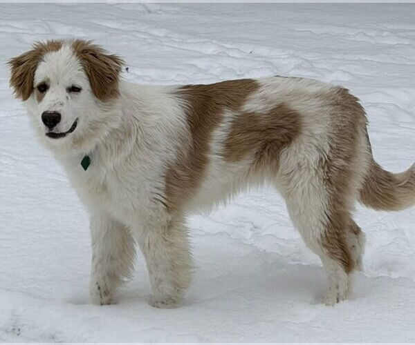 Medium Photo #2 Colonial Cocker Spaniel-Unknown Mix Puppy For Sale in Clarkston, MI, USA