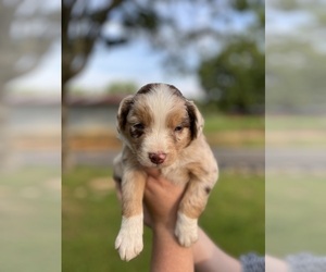 Miniature American Shepherd Puppy for sale in GREENBRIER, AR, USA