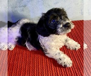 Dorkie-Poodle (Toy) Mix Puppy for sale in TILDEN, IL, USA