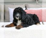 Small Photo #2 Bernedoodle (Miniature) Puppy For Sale in MORGANTOWN, PA, USA