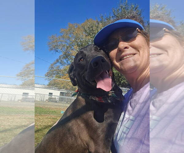 Medium Photo #5 Labrador Retriever-Unknown Mix Puppy For Sale in Oakhurst, NJ, USA