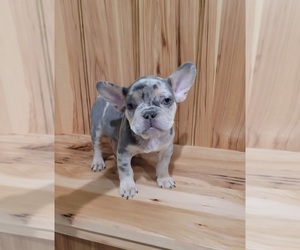 French Bulldog Puppy for sale in INDIANAPOLIS, IN, USA