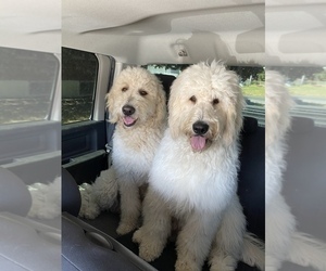 Goldendoodle Puppy for sale in SHADLE GARLAND, WA, USA