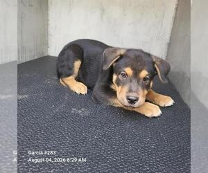 German Shepherd Dog-Unknown Mix Dogs for adoption in San Antonio, TX, USA