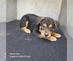 Small German Shepherd Dog Mix
