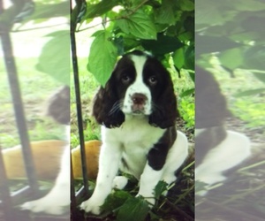 English Springer Spaniel Puppy for sale in COLORA, MD, USA