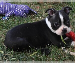 Boston Terrier Puppy for sale in CARLISLE, KY, USA