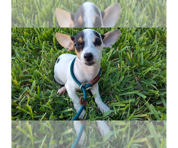 Medium Photo #1 Chihuahua-Unknown Mix Puppy For Sale in New York, NY, USA