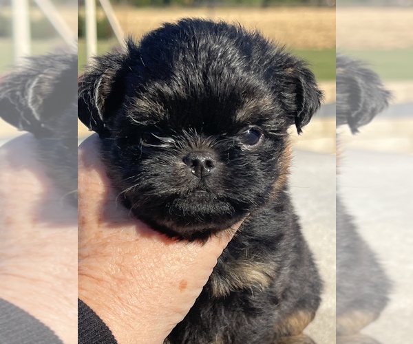 Medium Photo #2 Brussels Griffon Puppy For Sale in NILES, MI, USA