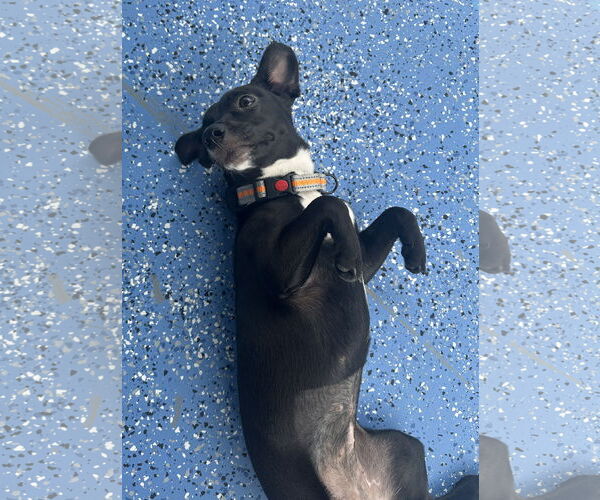 Medium Photo #18 Rat-Cha Puppy For Sale in Valrico, FL, USA