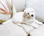 Small Photo #9 Great Pyrenees Puppy For Sale in MCALLEN, TX, USA