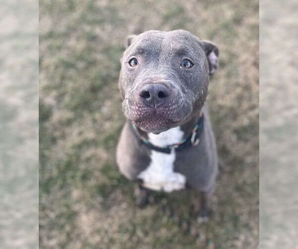 Medium Photo #3 Mutt Puppy For Sale in Louisville, KY, USA