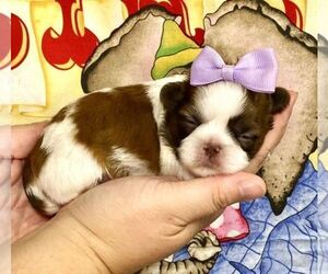 Shih Tzu Puppy for sale in WINNSBORO, LA, USA