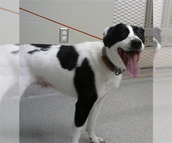 Medium Photo #1 Border Collie-Unknown Mix Puppy For Sale in Pasadena, TX, USA