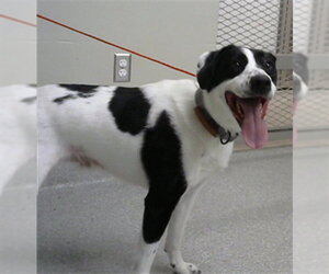 Border Collie-Unknown Mix Dogs for adoption in Pasadena, TX, USA
