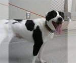 Small Border Collie Mix