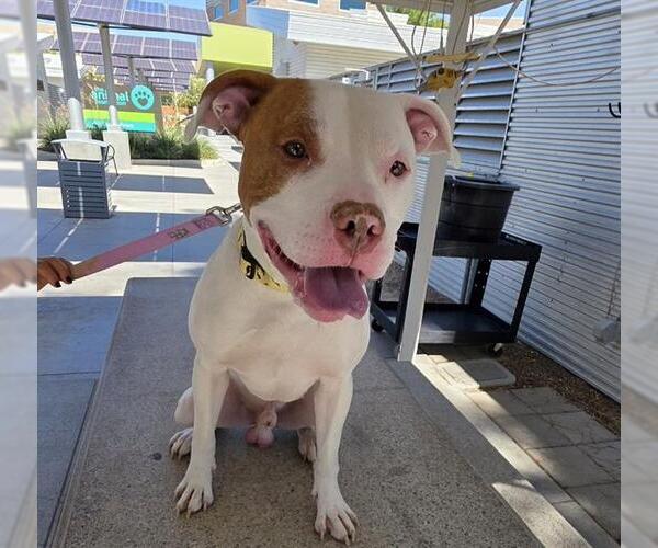 Medium Photo #4 American Pit Bull Terrier-Unknown Mix Puppy For Sale in Las Vegas, NV, USA
