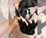 Puppy Puppy 1 Doberman Pinscher-Dogo Argentino Mix