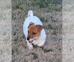 Small Photo #36 Jack Russell Terrier Puppy For Sale in APPLE GROVE, WV, USA