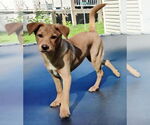 Small #1 Miniature Pinscher Mix