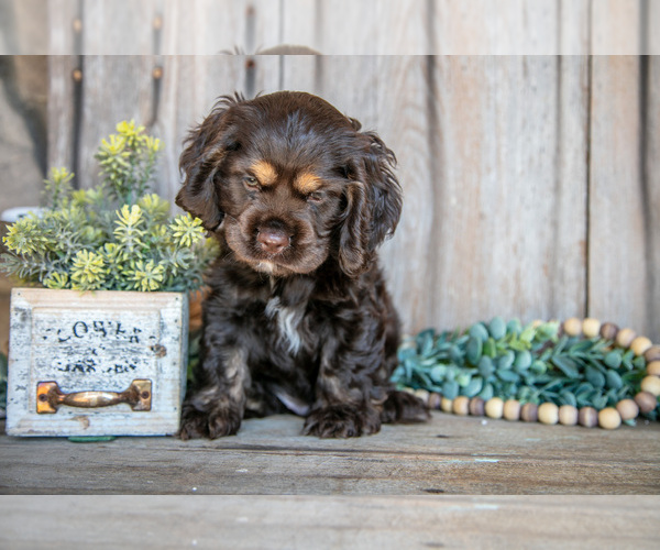 Medium Photo #3 Cocker Spaniel Puppy For Sale in BALTIC, OH, USA