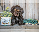 Small #2 Cocker Spaniel