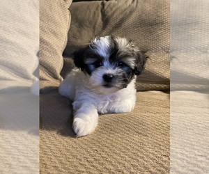 Zuchon Puppy for sale in CLEVELAND, OH, USA