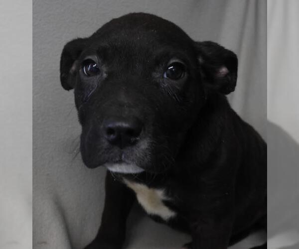 Medium Photo #1 Labrador Retriever-Unknown Mix Puppy For Sale in Thief River Falls, MN, USA