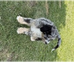 Small #4 Bernedoodle