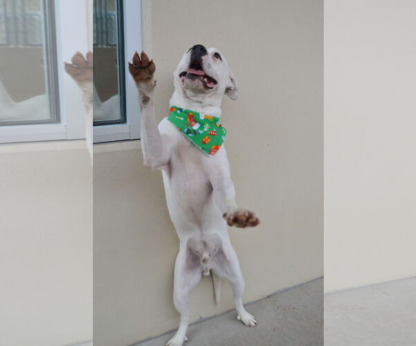 Medium Photo #2 Mutt Puppy For Sale in McKinney, TX, USA