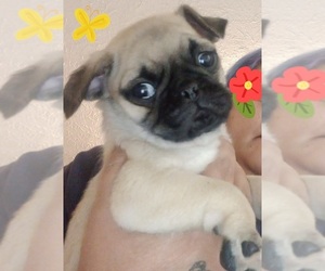 Pug Puppy for sale in CHEROKEE, NC, USA