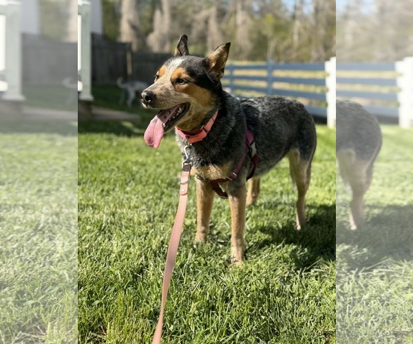 Medium Photo #1 Mutt Puppy For Sale in Rustburg, VA, USA