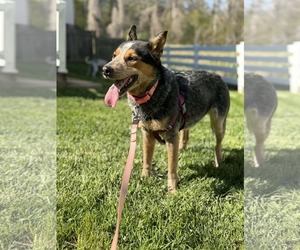 Mutt Dogs for adoption in Rustburg, VA, USA