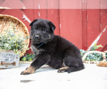 Puppy Spike German Shepherd Dog