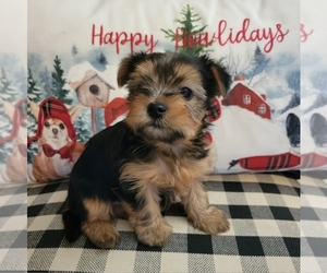 Yorkshire Terrier Puppy for sale in BARSTOW, CA, USA