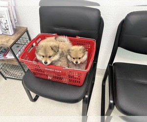 Pomeranian Puppy for Sale in SAN FRANCISCO, California USA