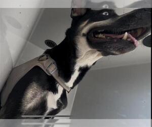 Siberian Husky-Unknown Mix Dogs for adoption in Houston, TX, USA