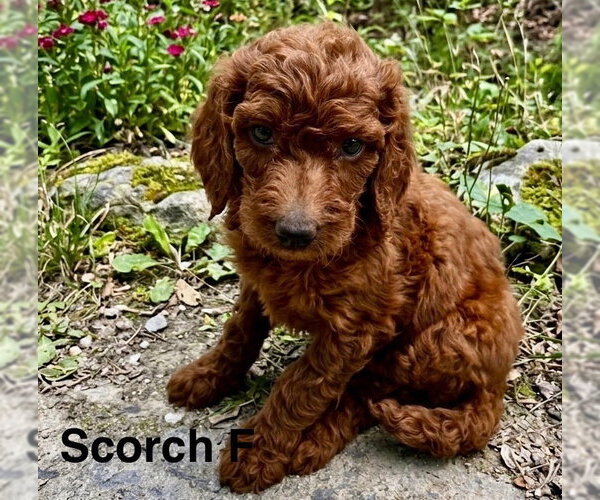 Medium Photo #1 Poodle (Miniature)-Unknown Mix Puppy For Sale in Studio City, CA, USA
