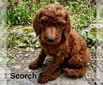 Small Poodle (Miniature) Mix