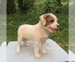Small #2 Australian Shepherd-Boston Terrier Mix