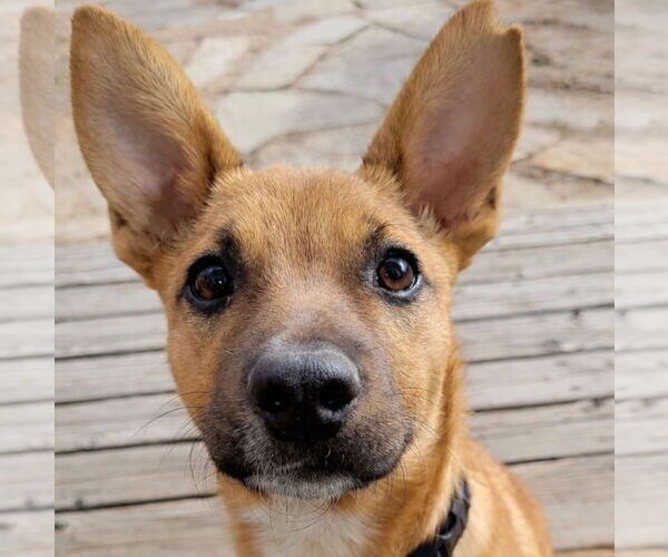 Medium Photo #2 Mutt Puppy For Sale in Laramie, WY, USA