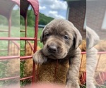 Image preview for Ad Listing. Nickname: AKC Silver Lab