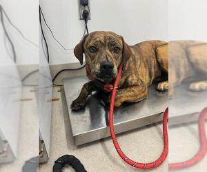 Labrador Retriever Dogs for adoption in Baytown, TX, USA