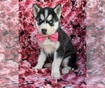 Small Photo #3 Siberian Husky Puppy For Sale in KIRKWOOD, PA, USA