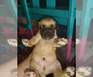 Border Collie-Mastiff Mix Dogs for adoption in FORT SMITH, AR, USA