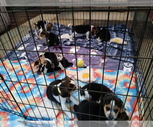 Beagle Puppy for sale in CLEVELAND, TX, USA